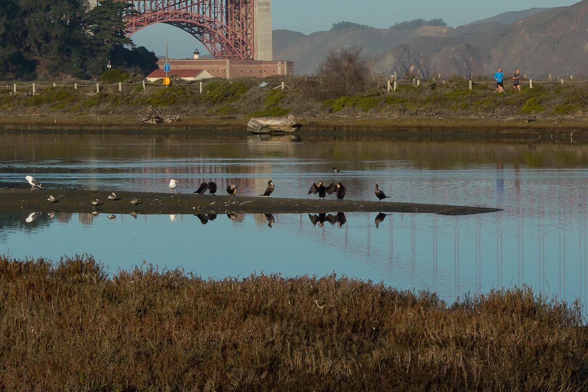 Birds resting on a sand bar in Crissy Marsh