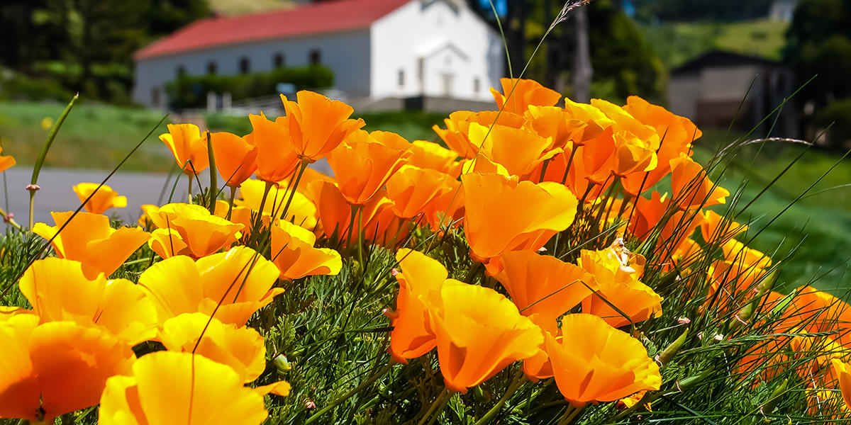 California Poppy