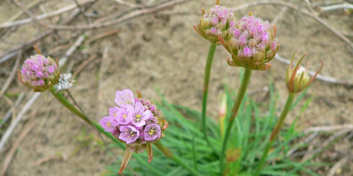 Sea thrift found along the Crissy Field Promenade in the Golden Gate National Parks.