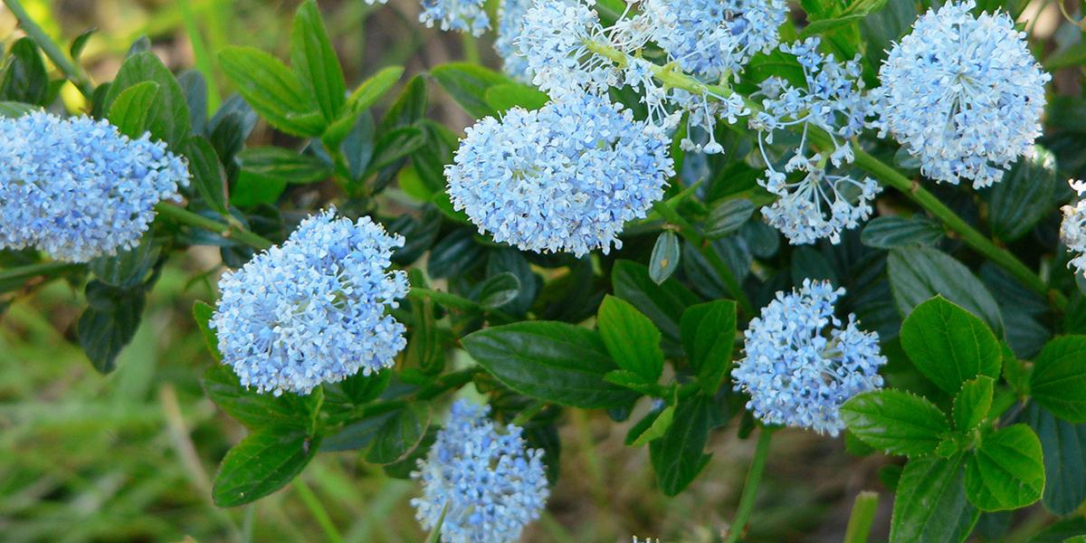 California Lilac, Ceanothus thyrsiflorus