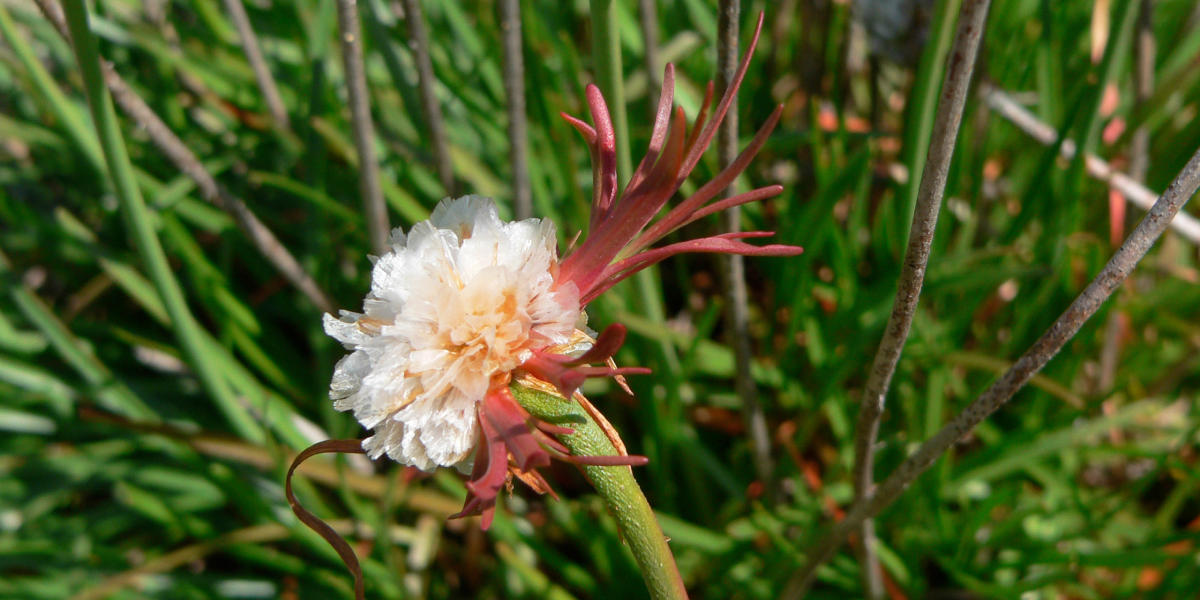 Armeria maritima (Pink Sea Thrift)