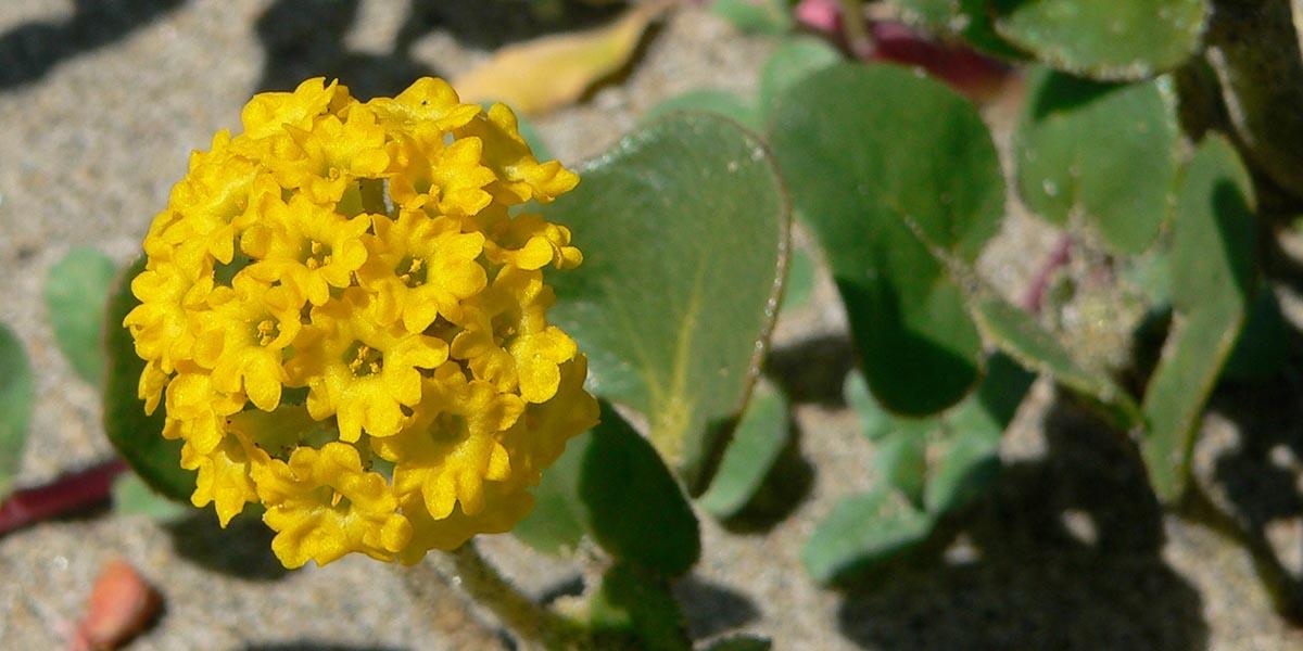 Yellow Sand Verbena (Abronia latifolia), at Crissy Field's sand dunes.