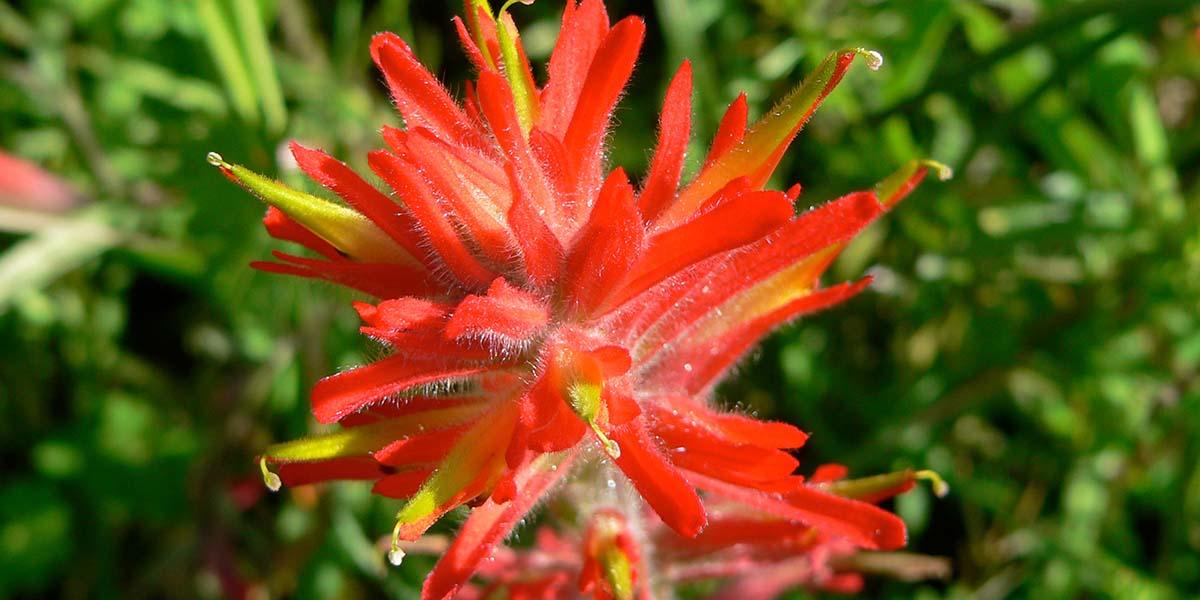 The paintbrush wildflower found along McCollough Road in the Marin Headlands.