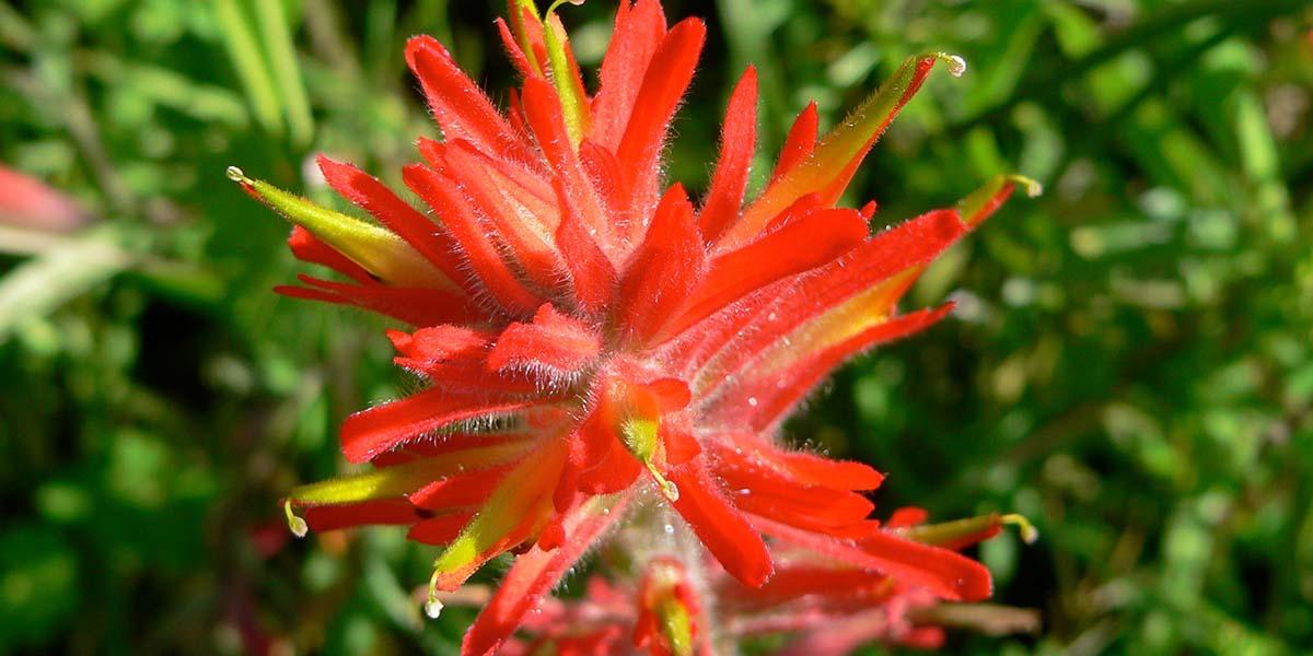 The paintbrush wildflower found along McCollough Road in the Marin Headlands.