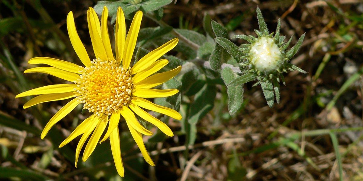 Hairy Gumplant (Grindelia hirsutula) along Conzelman Road in the Marin Headlands.