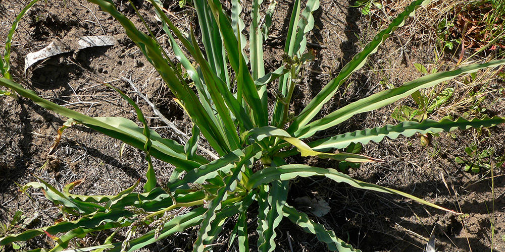 Waveyleaf Soap-plant (Chlorogalum pomeridianum, Liliaceae family)