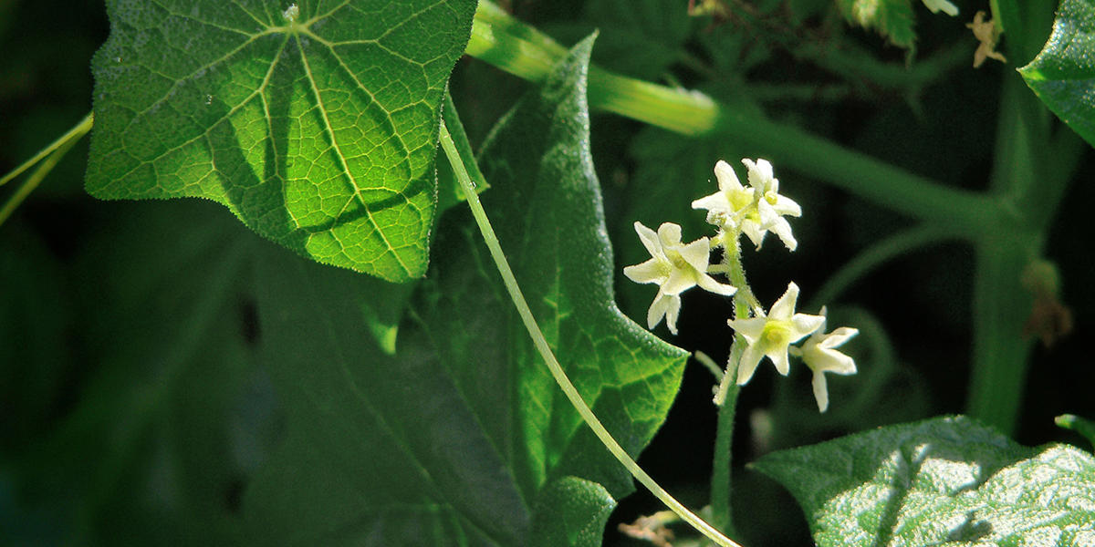 Wild Cucumber, or California Manroot, (Marah fabaceus, Cucurbitaceae family), along the Battery East Trail, Presidio