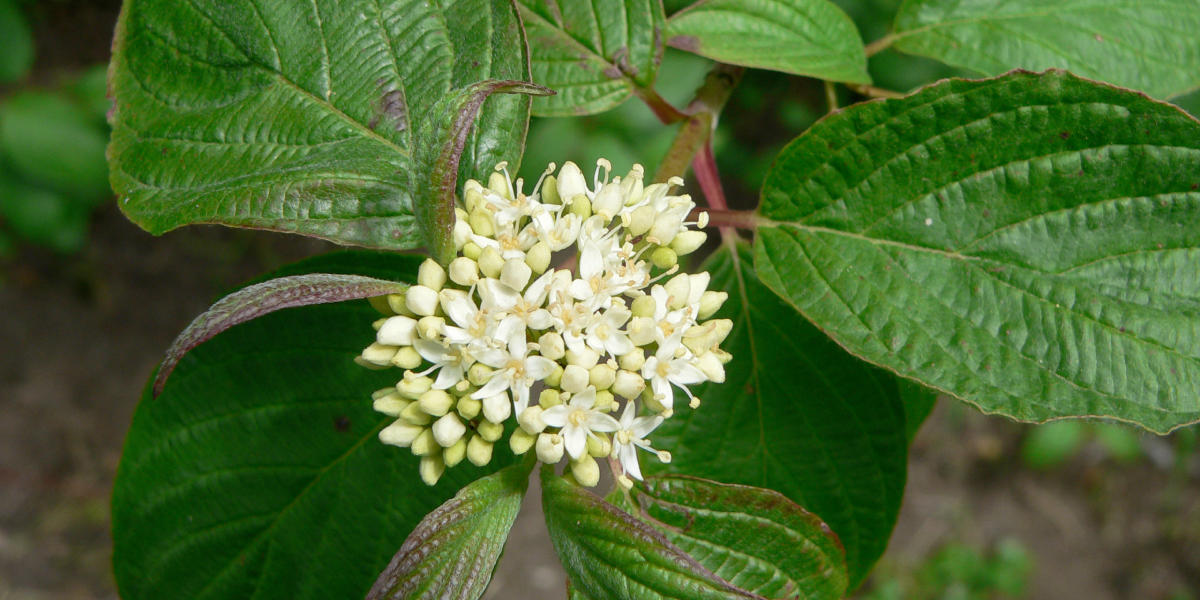 Cornus sericea (American Dogwood)