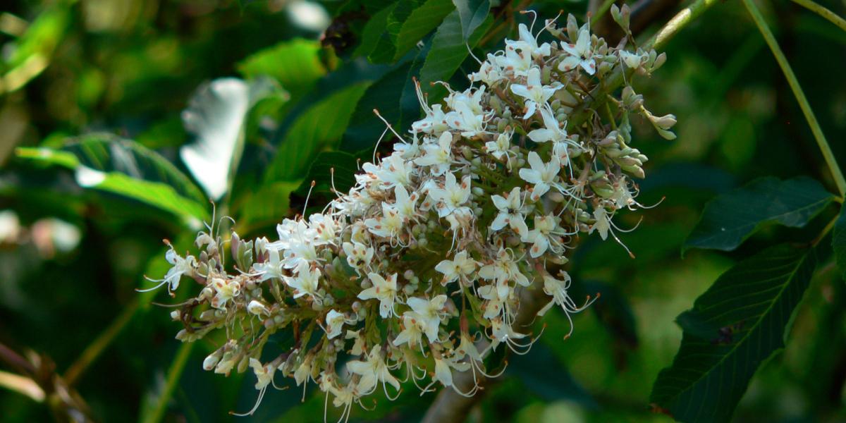 California buckeye