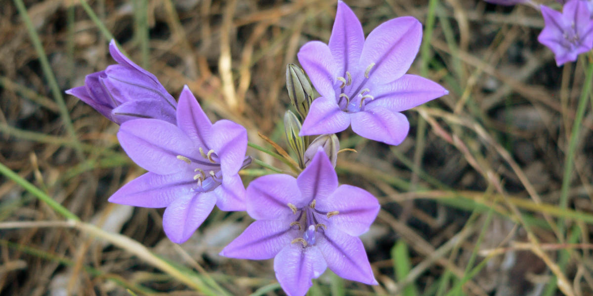 Triteleia laxa (Ithuriel's Spear)