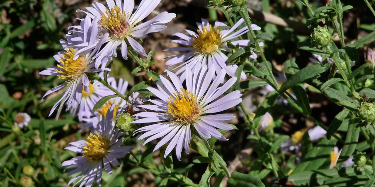 A California aster wildflower, often found in the Golden Gate National Parks.