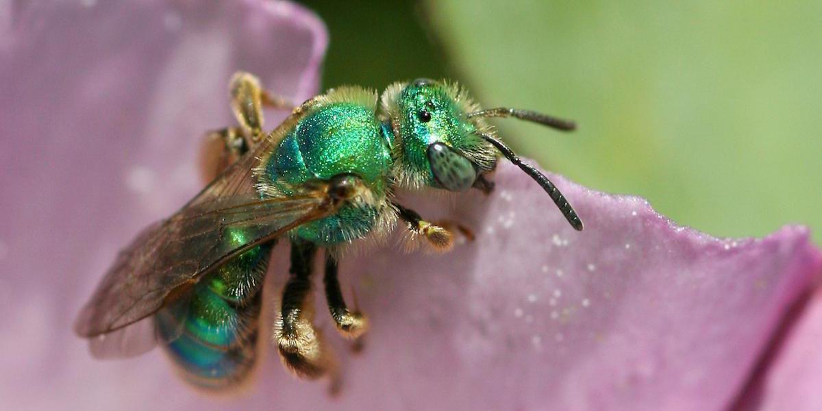 Green sweat bee (Agapostemon texanus) on flower