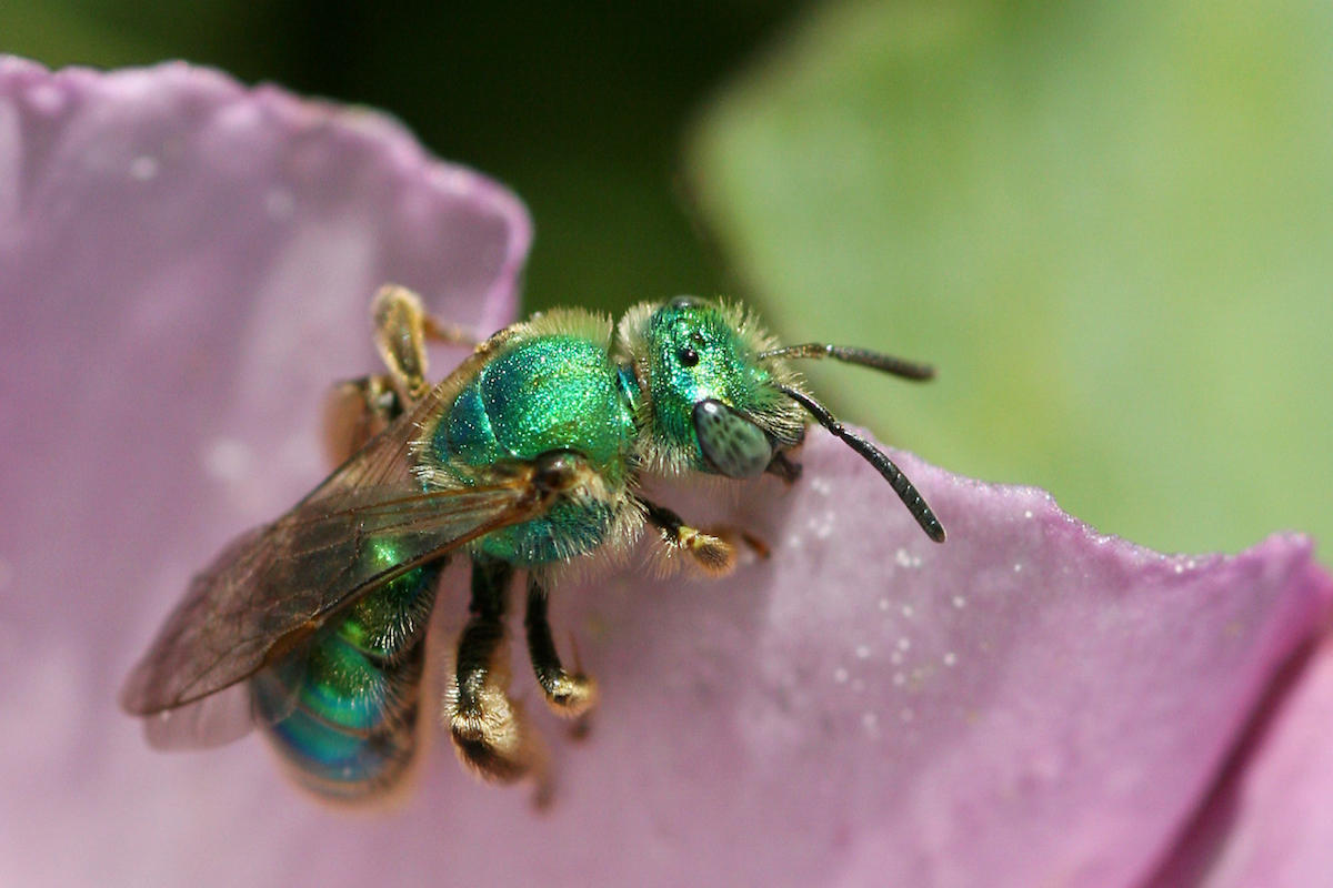 Green sweat bee (Agapostemon texanus) on flower