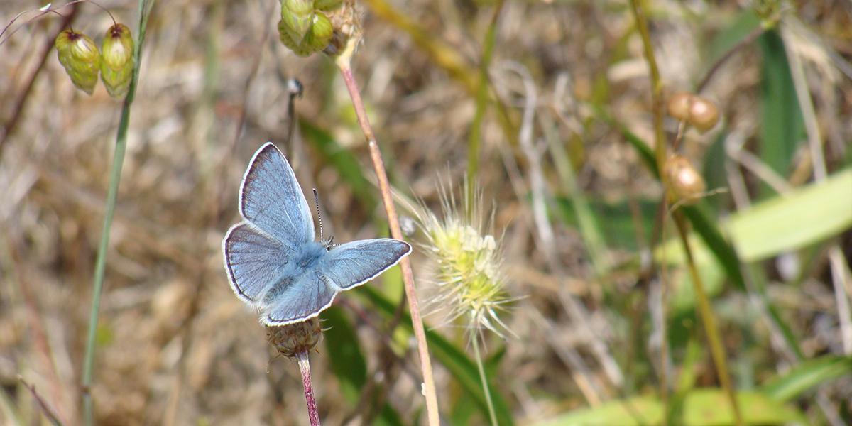 Mission Blue Butterfly