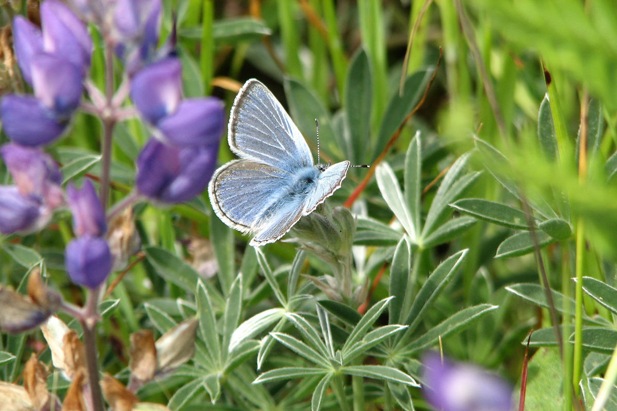 Mission blue butterfly on lupine plants