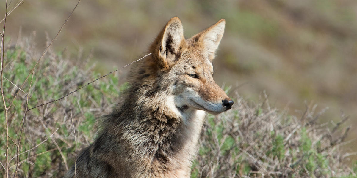 Coyote in the Golden Gate National Parks