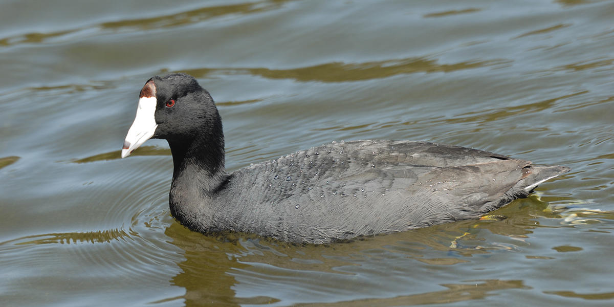 American Coot