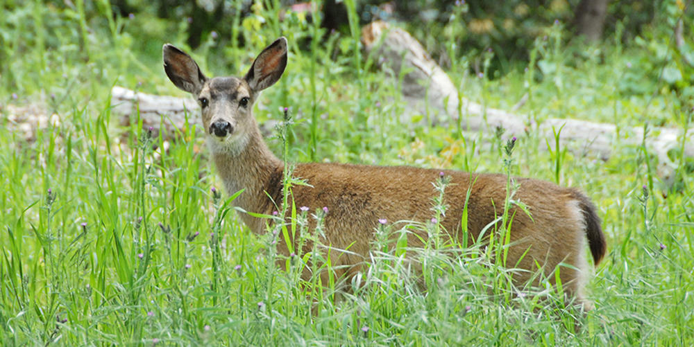 Tule Elk