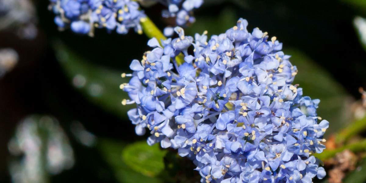 A blue blossom wildflower found in the Golden Gate National Parks.