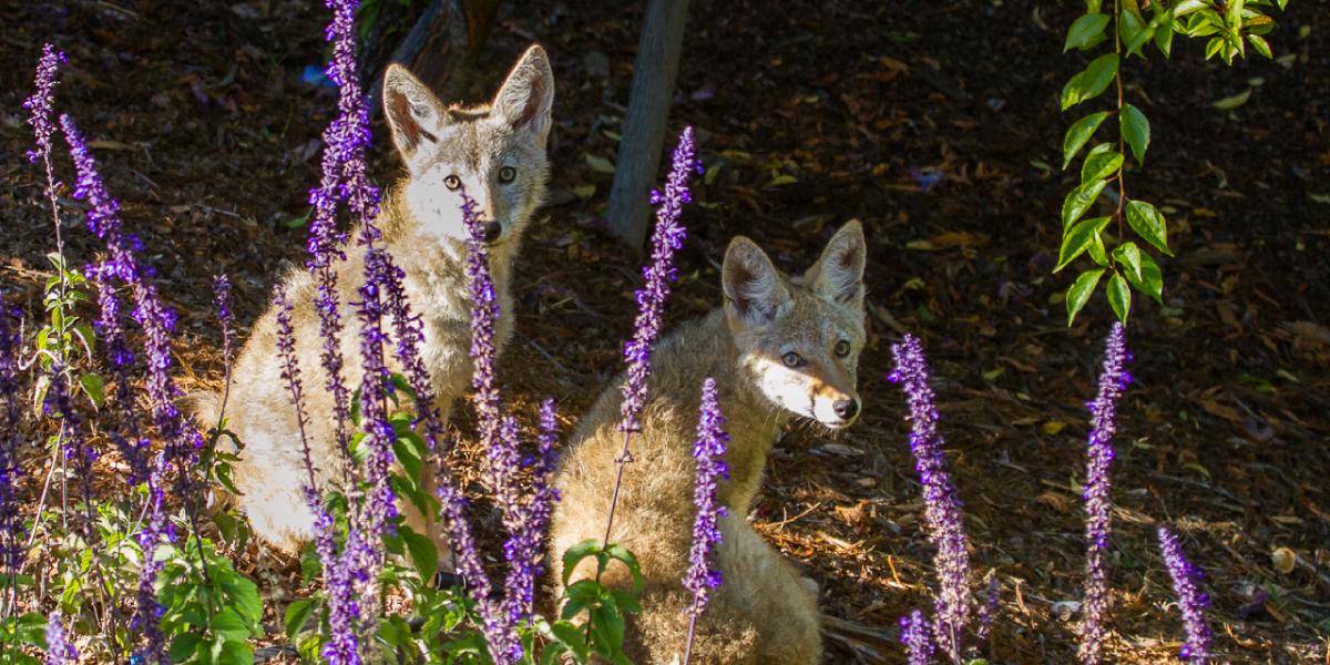 Coyotes