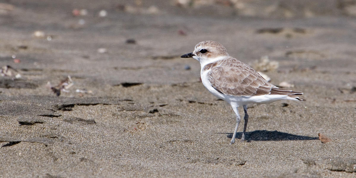 Western Snowy Plover