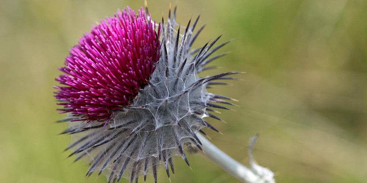 Cobweb Thistle