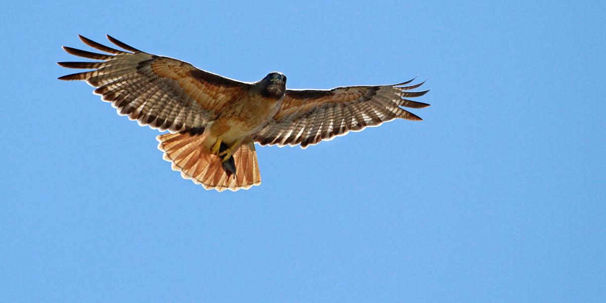 Red-tailed Hawk