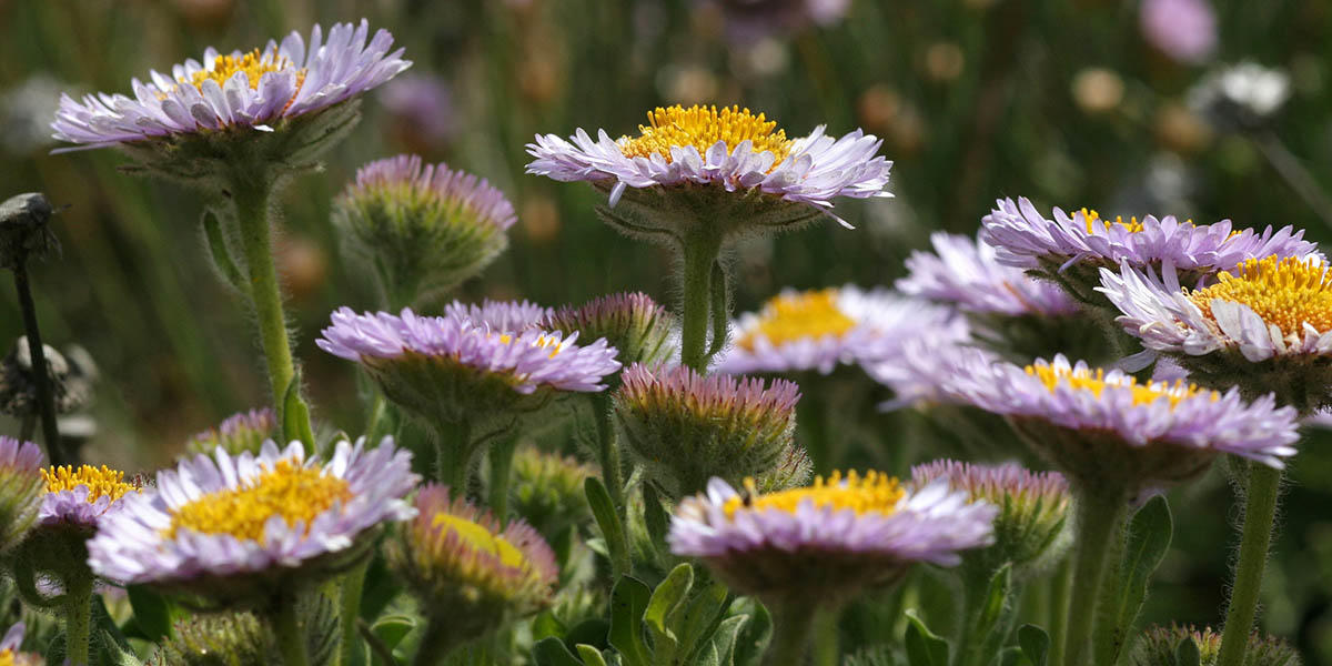 California seaside daisy found in the Golden Gate National Parks.