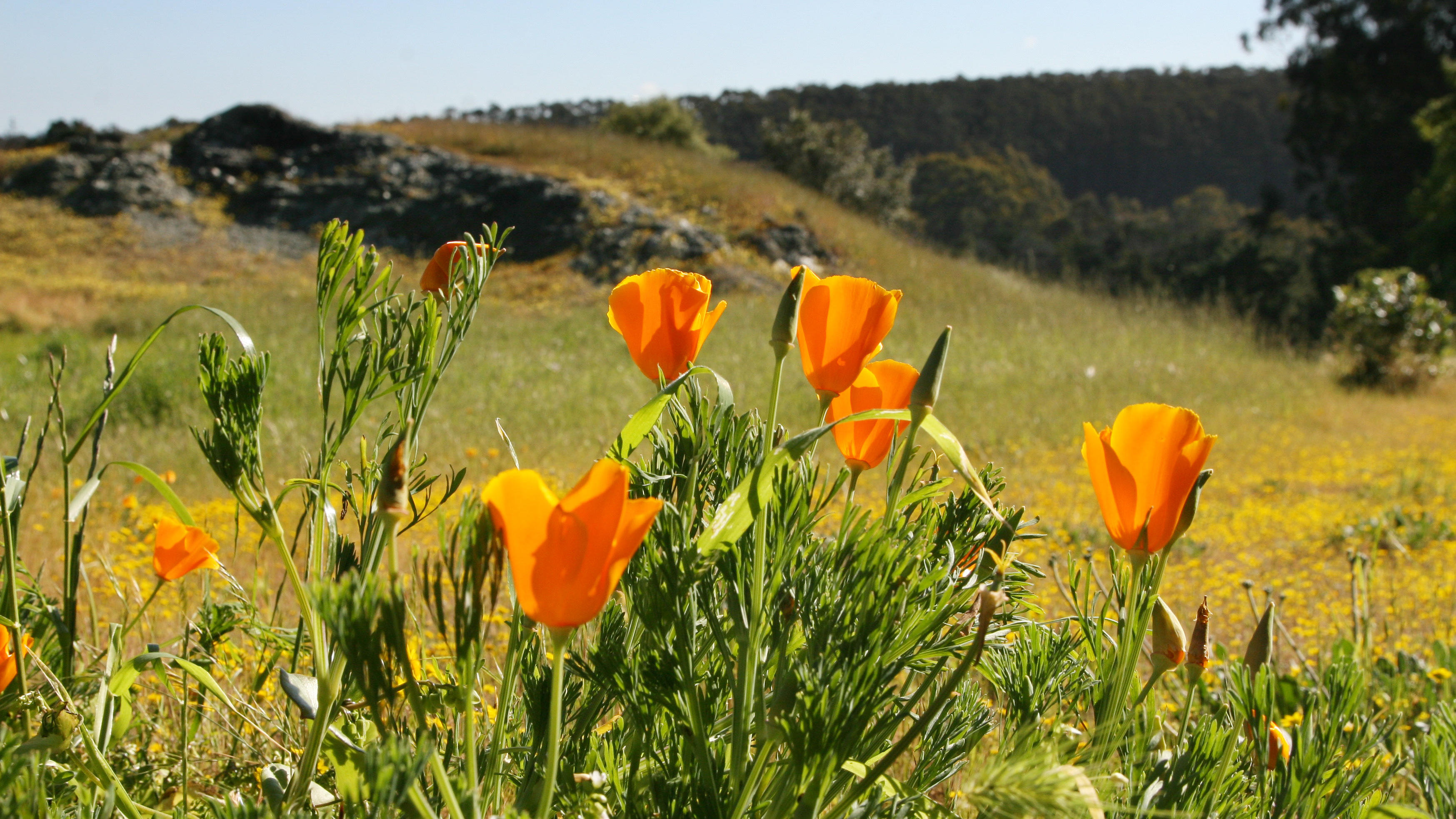 California poppies seen in the Golden Gate national parks.