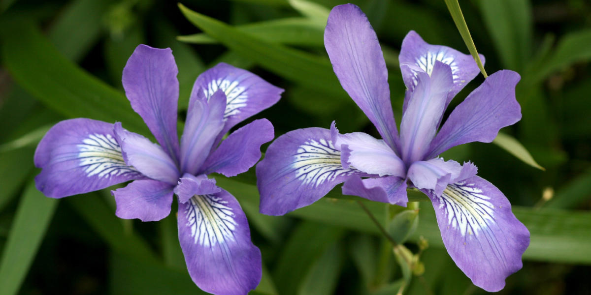 Iris douglasiana (Douglas Iris)