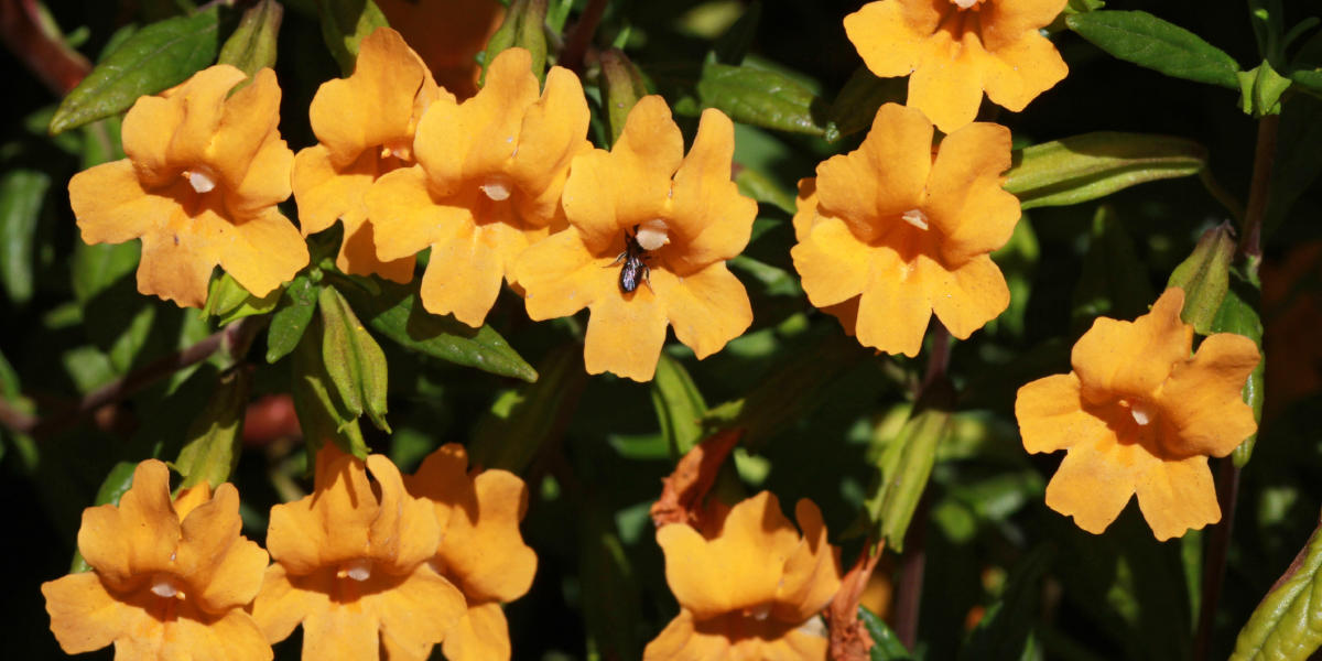 Mimulus aurantiacus (Sticky Monkeyflower)