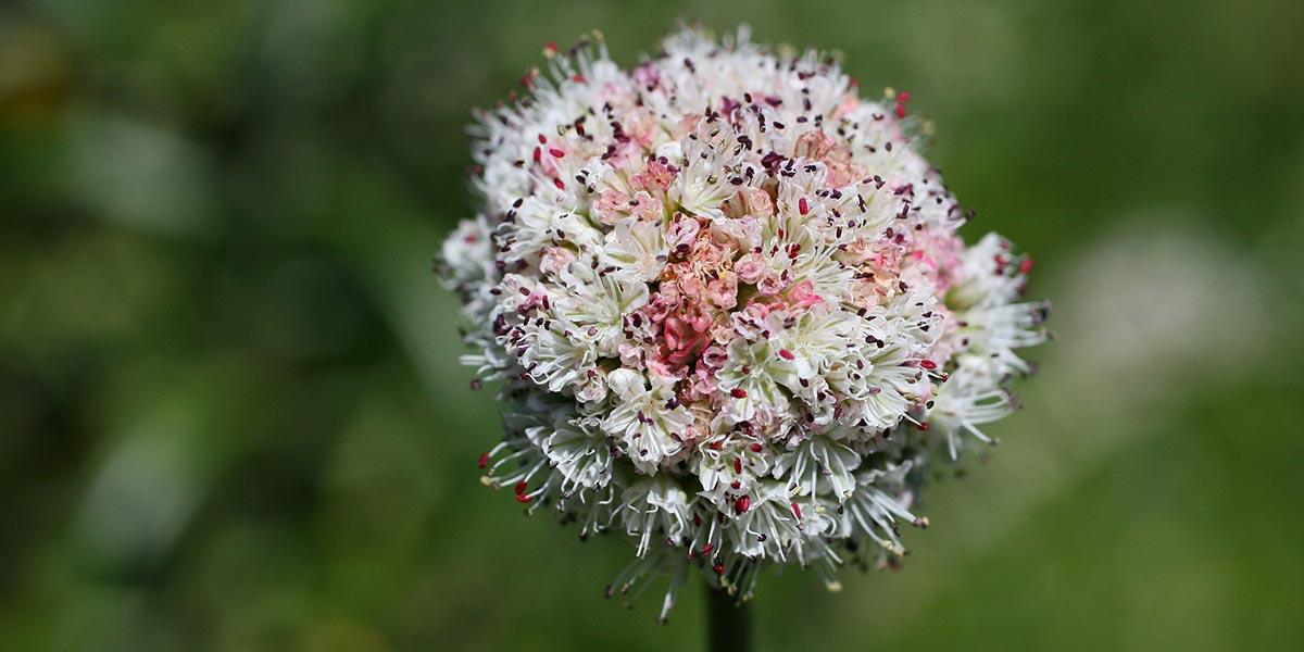 Coast buckwheat wildflower found in the Golden Gate National Parks.