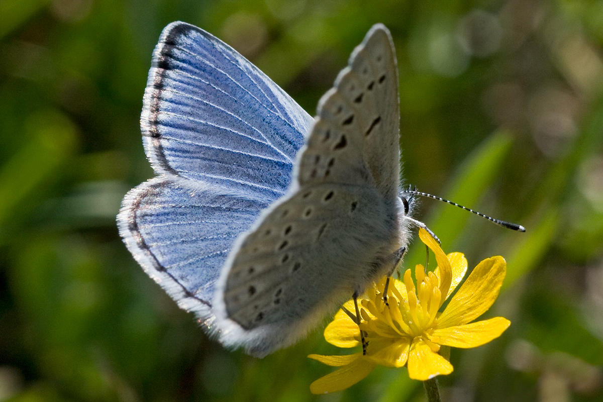 Mission blue butterfly