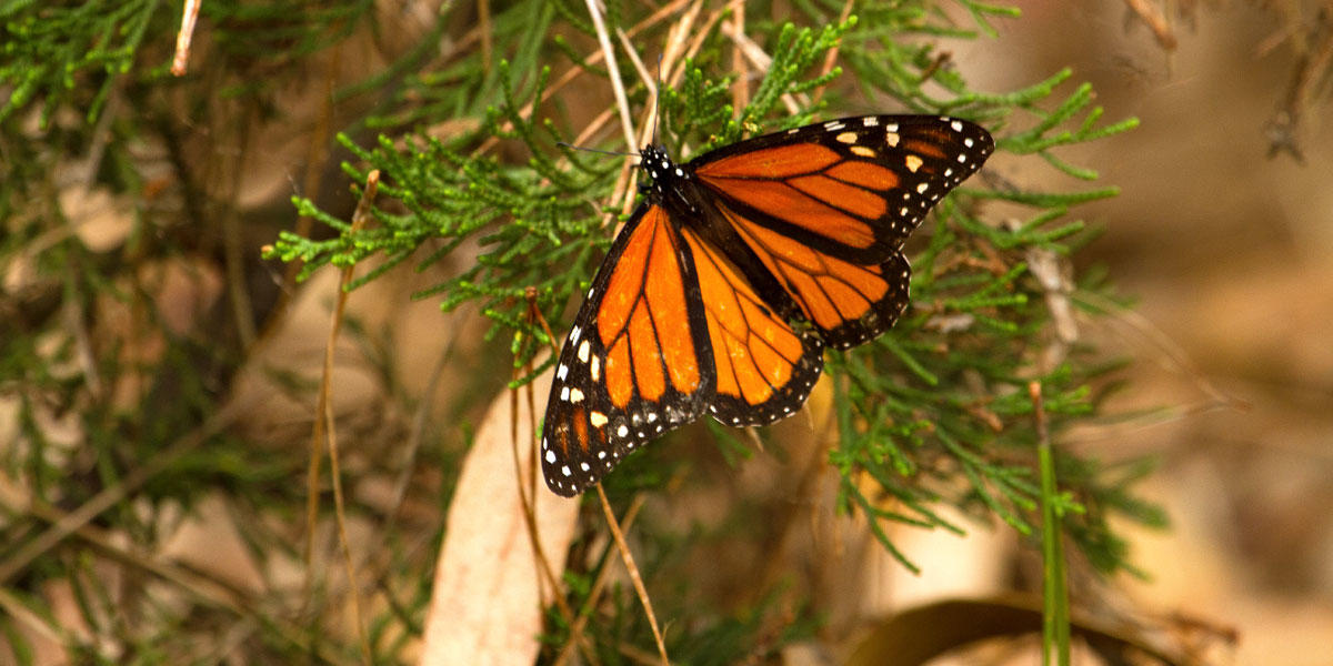 a black and yellow spotted butterfly sits on a tree limb