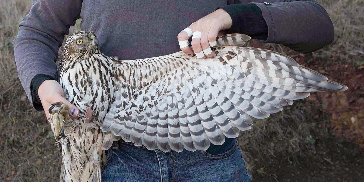 Northern Goshawk, GGRO