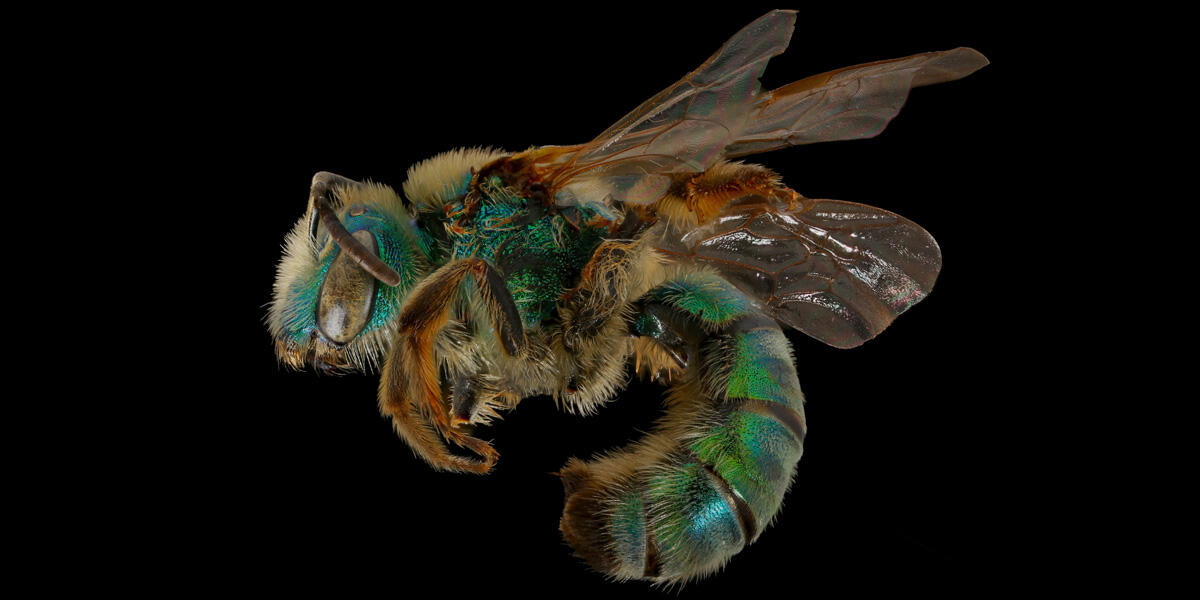 Tamalpais Bee Lab macrophotography. Shown is a green Agapostemon texanus.