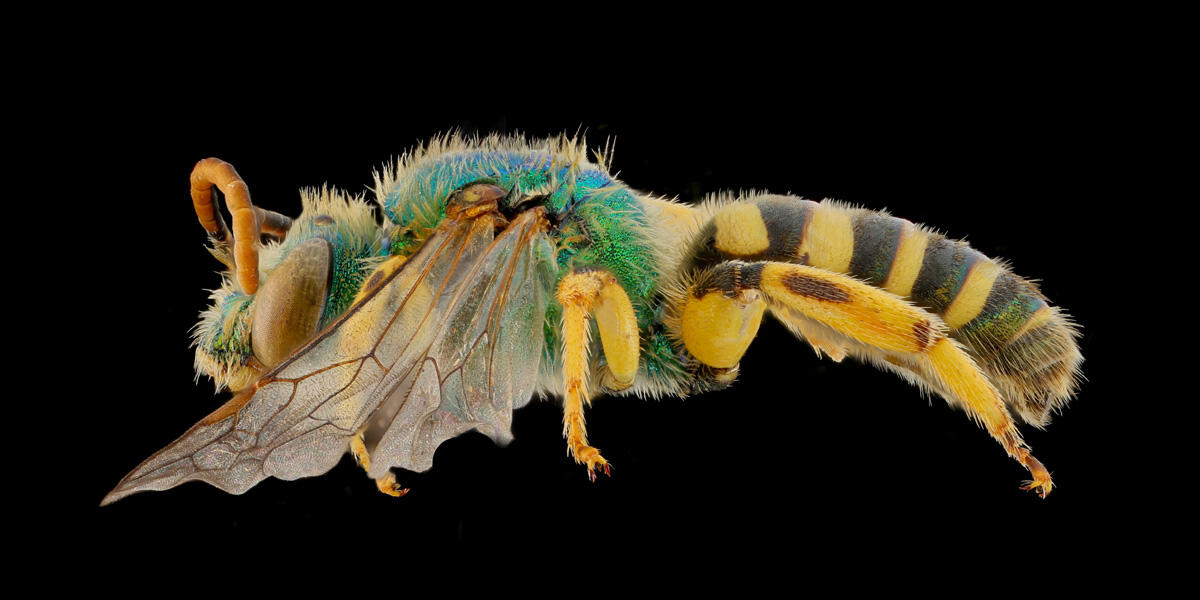 Tamalpais Bee Lab macrophotography. Shown is a green and yellow Agapostemon texanus.