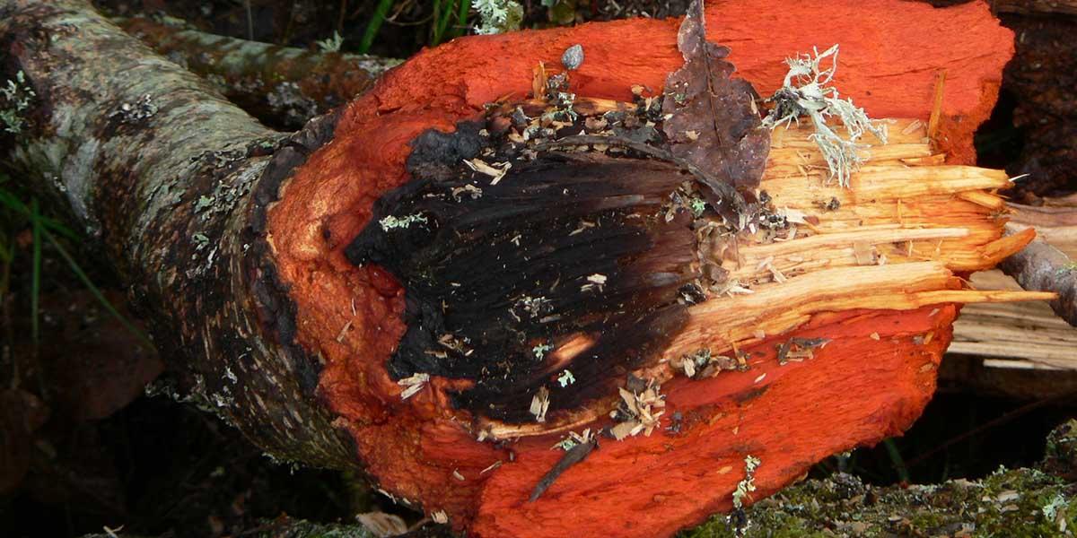 Red alder tree showing red bark.