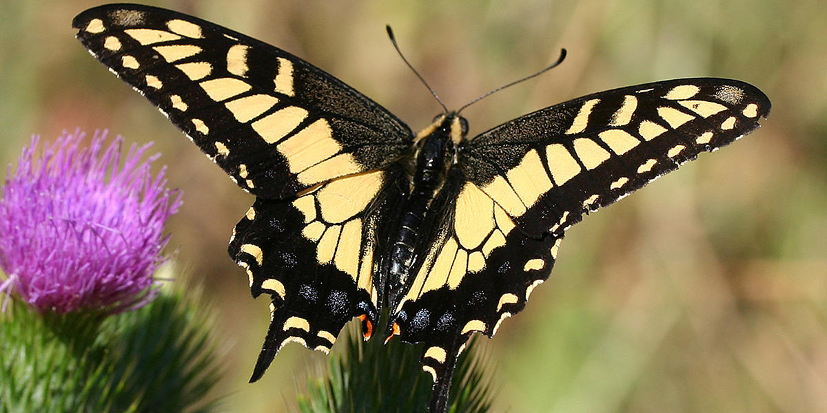 A black and yellow Anise Swallotwail butterfly sits on a plant with its wings open