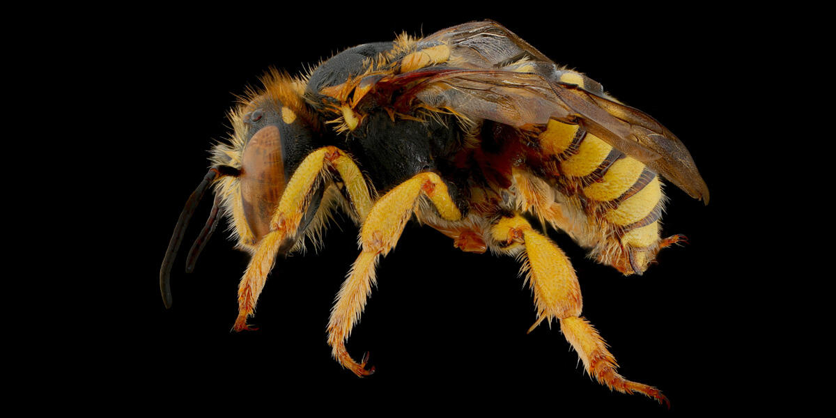 Tamalpais Bee Lab macrophotography. Shown is a yellow and black Anthidium placitum.
