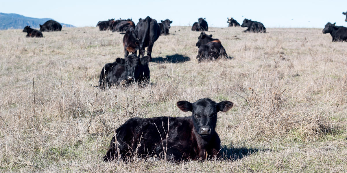 Cows graze at Bolinas Ridge