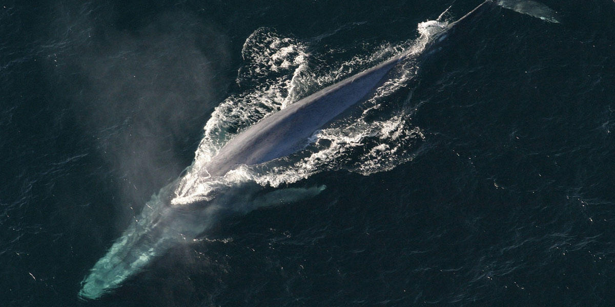 An adult blue whale swims in the ocean 