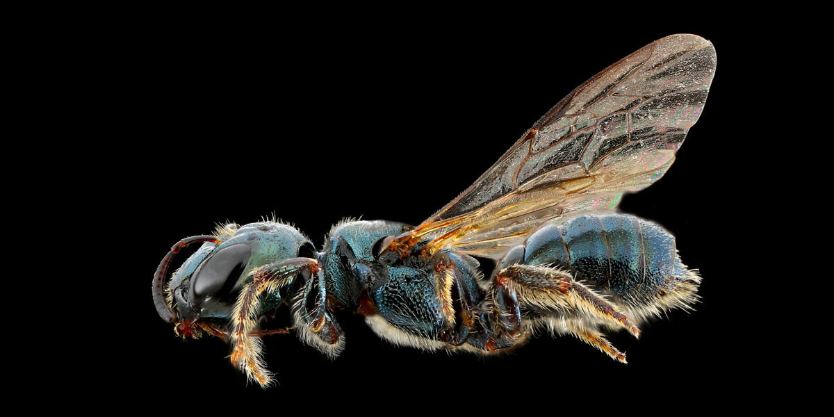 Tamalpais Bee Lab macrophotography. Shown is a blue Ceratina pacifica.