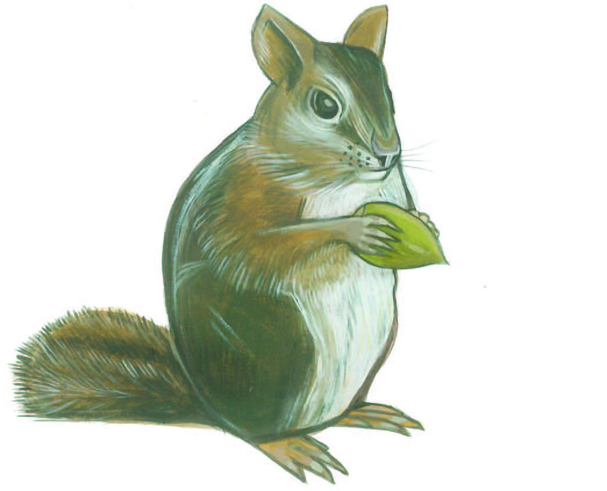 Illustration of a Sonoma chipmunk by Grey Arena.