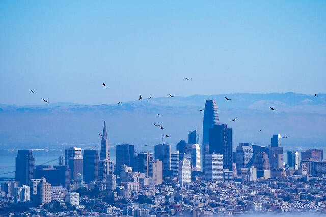 Kettle of Raptors Over San Francisco Skyline