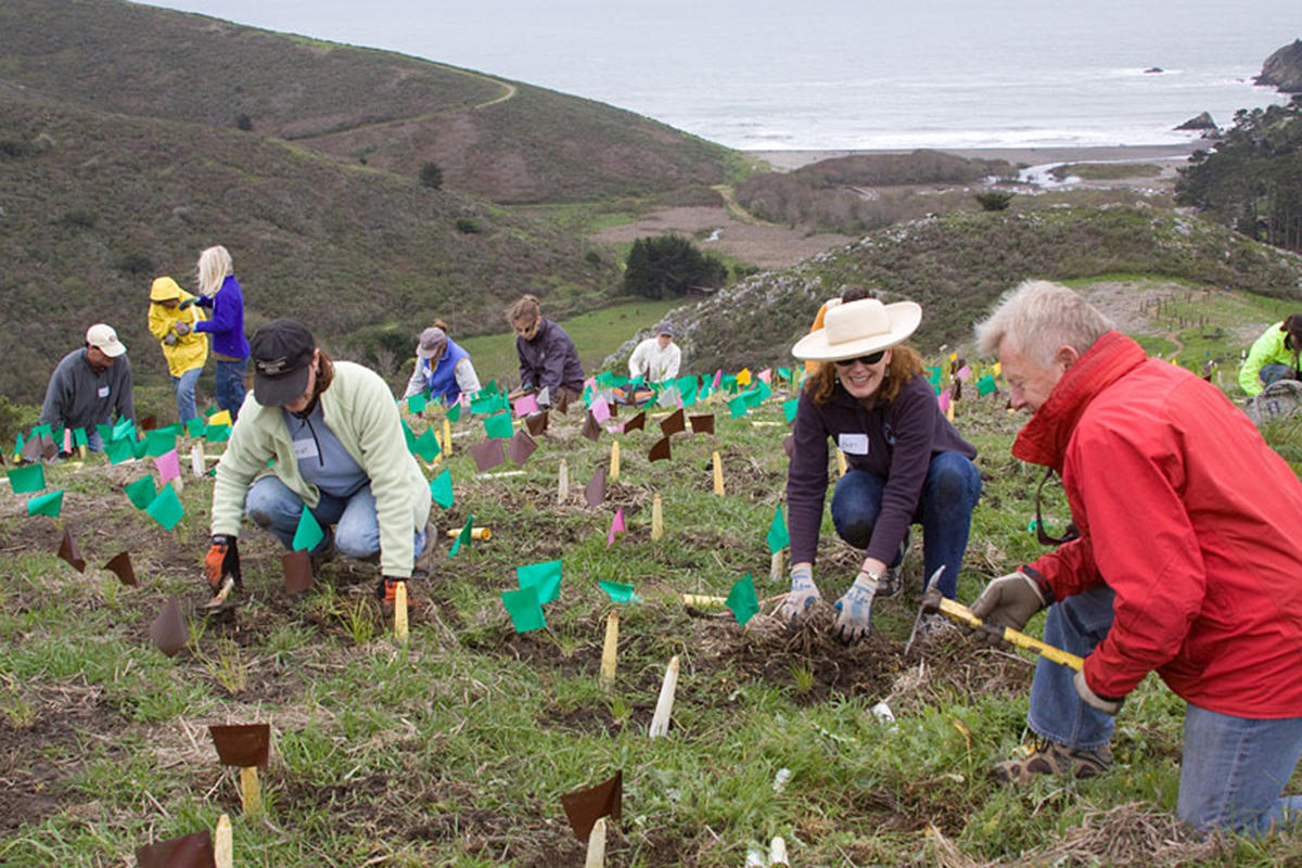 Volunteers planting at Dias Ridge