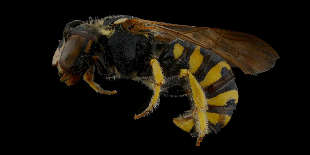 Tamalpais Bee Lab macrophotography. Shown is a black and yellow Dianthidium plenum.