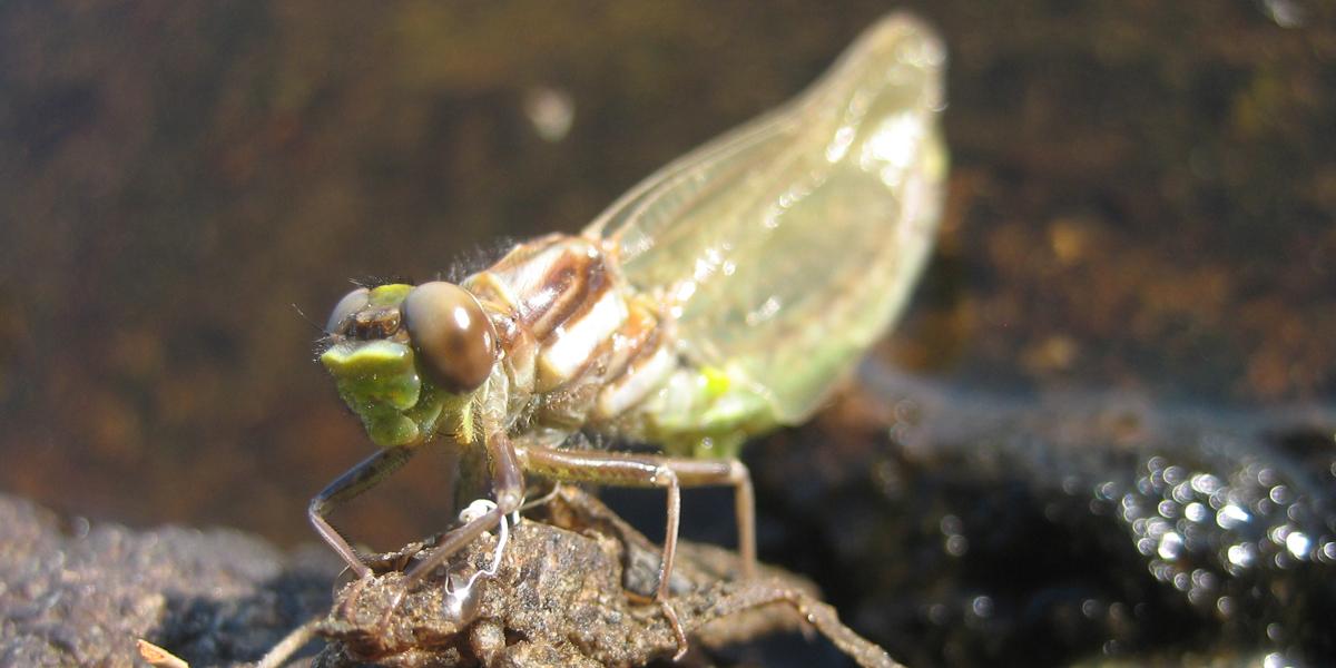 Darner emerging from its nymph self