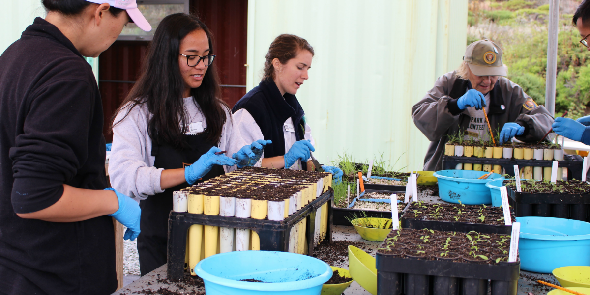 Volunteerstransplant native plants at the Fort Funston nursery