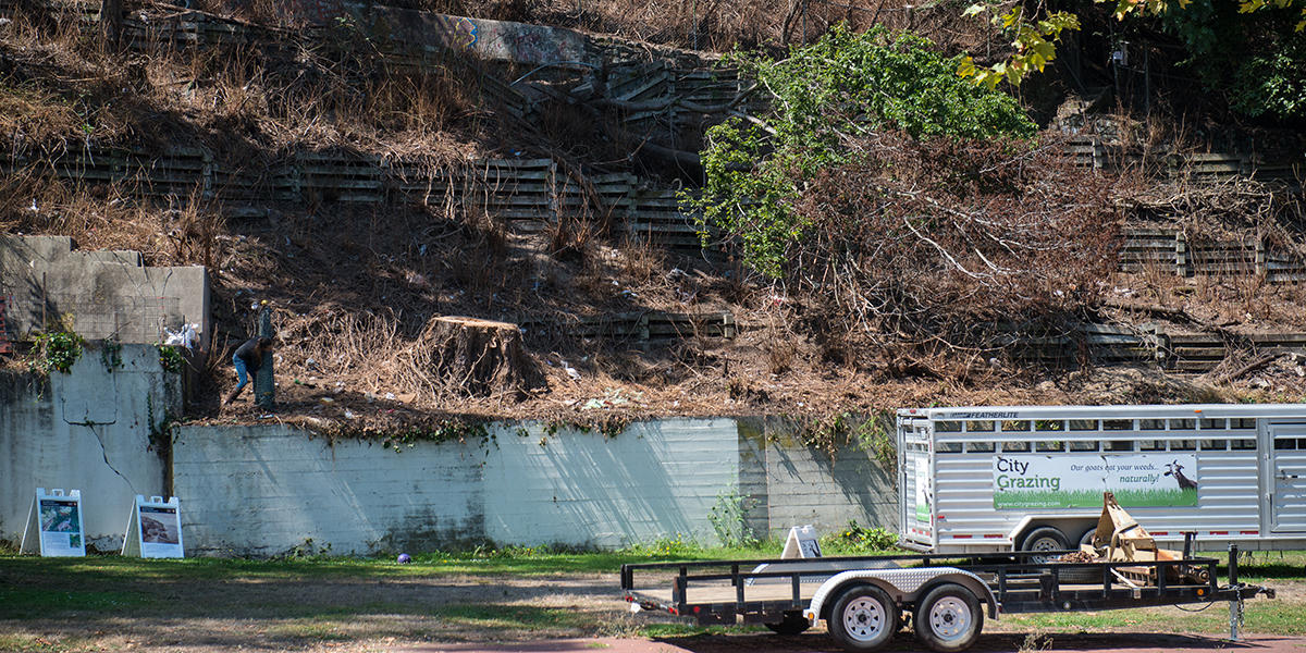 Goats decimated the overgrown greenery on the bluff behind the General’s Residence and neighboring houses.